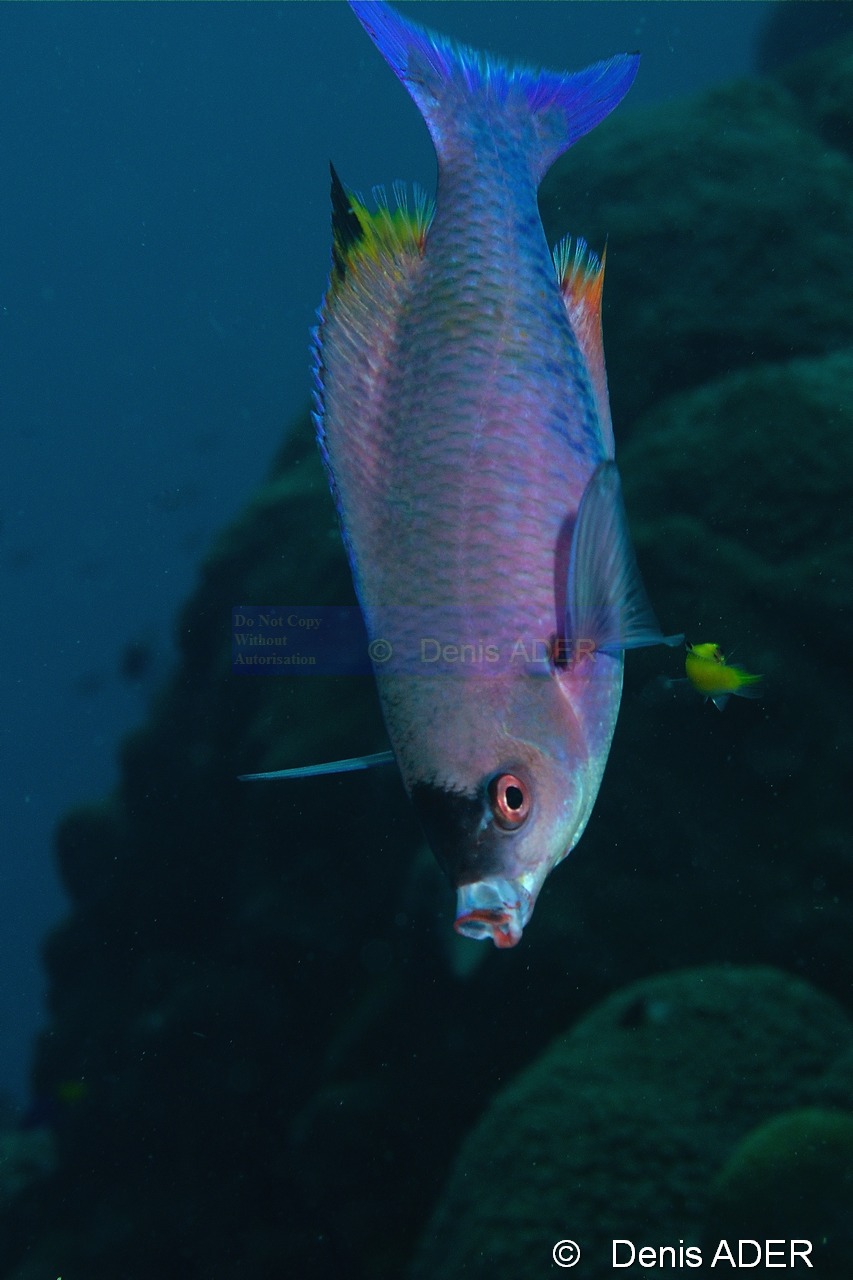 Clepticus-parrai labre creole bouteille nettoyage-Bonaire Buddy reef-27m-20120217-Denis-ADER-DSC_6239_tn.jpg